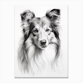 Shetland Sheepdog Dog, Line Drawing 3 Canvas Print