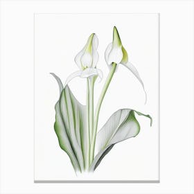 Zantedeschia Aethiopica Floral Quentin Blake Inspired Illustration 1 Flower Canvas Print
