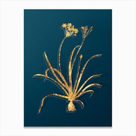 Vintage Allium Fragrans Botanical in Gold on Teal Blue Canvas Print
