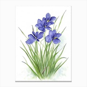 Blue Eyed Grass Wildflower Watercolour 2 Canvas Print