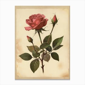 Vintage Of Herbarium Rose Canvas Print