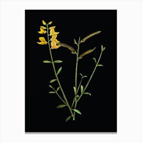 Vintage Spanish Broom Botanical Illustration on Solid Black Canvas Print