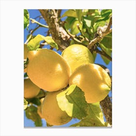 Lemon fruits hanging on tree branch with sunny blue sky background Canvas Print