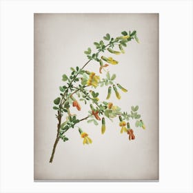 Vintage Caragana Sinica Botanical on Parchment n.0291 Canvas Print