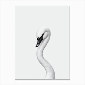 Swan B&W Pencil Drawing 2 Bird Canvas Print