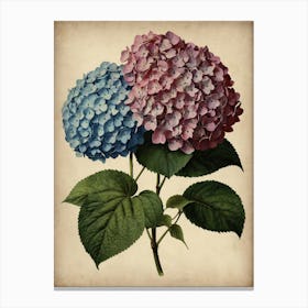 Hydrangea Canvas Print