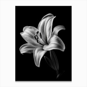 Black And White Lily Canvas Print