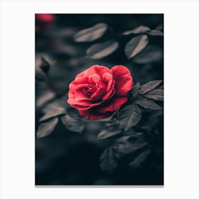 Red Rose 8 Canvas Print