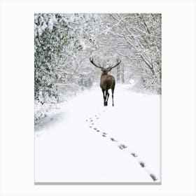 Deer In The Snow 2 Canvas Print