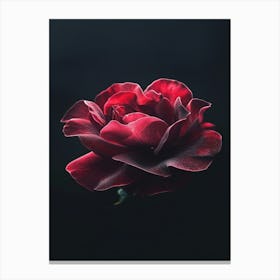 Dark Rose 54 Canvas Print