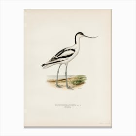 Pied Avocet, The Von Wright Brothers Canvas Print