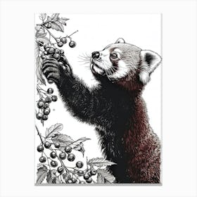 Red Panda Standing And Reaching For Berries Ink Illustration 4 Canvas Print