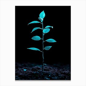 Small Green Plant On Black Background 30 Canvas Print