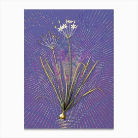 Vintage Allium Straitum Botanical Illustration on Veri Peri n.0500 Canvas Print