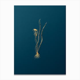 Vintage Ornithogalum Spathaceum Botanical in Gold on Teal Blue Canvas Print