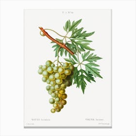 Grape Vine, Pierre Joseph Redoute Canvas Print