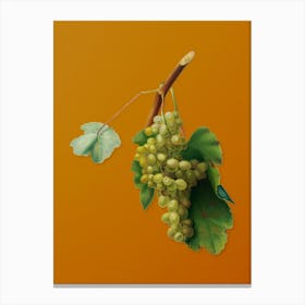 Vintage Grape Vine Botanical on Sunset Orange n.0911 Canvas Print