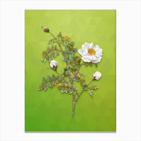 Vintage White Burnet Roses Botanical Art on Love Bird Green n.1043 Canvas Print