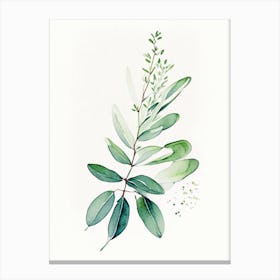 Wintergreen Herb Minimalist Watercolour Canvas Print
