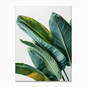 Tropical Leaves On White Background 1 Canvas Print