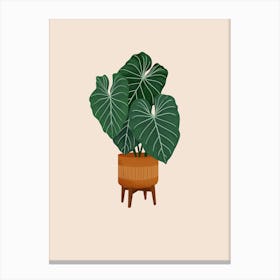 Colocasia Plant Canvas Print