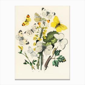 Butterflies And Flowers 1 Canvas Print