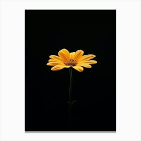 Single Yellow Daisy 5 Canvas Print