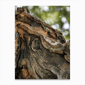 Rustic Harmony
A close-up shot of richly textured tree bark, showcasing organic lines and natural beauty. Ideal for living rooms or creative spaces, adding warmth and rustic charm. Canvas Print