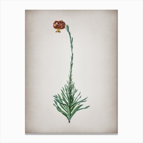 Vintage Scarlet Martagon Lily Botanical on Parchment n.0727 Canvas Print