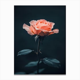 Pink Rose On Dark Background 2 Canvas Print