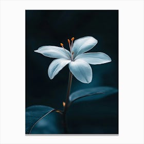 Lily Flower 1 Canvas Print