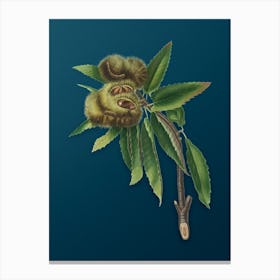 Vintage Spanish Chestnut Botanical Art on Teal Blue n.0452 Canvas Print