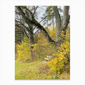 Autumn In The Woods 14 Canvas Print