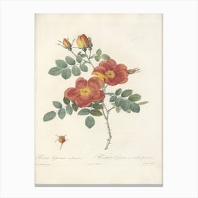 Rose Illustration, Pierre Joseph Redoute (2) 2 Canvas Print