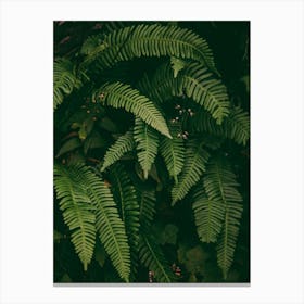 Ferns V Canvas Print