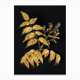 Vintage Tree of Heaven Botanical in Gold on Black n.0052 Canvas Print