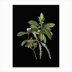 Vintage Swamp Titi Leaves Botanical Illustration on Solid Black Canvas Print