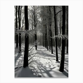 Winter Forest 4 Canvas Print