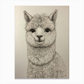 Alpaca 1 Canvas Print