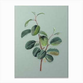 Vintage Alpine Buckthorn Plant Botanical Art on Mint Green n.0764 Canvas Print