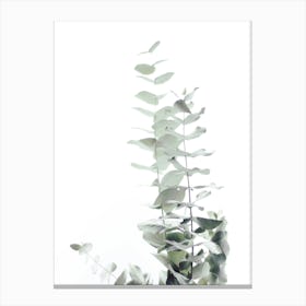 Eucalyptus White II in Canvas Print