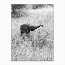 Baby Elephant In The Grass 2 Canvas Print