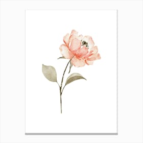 Watercolor Peony Canvas Print