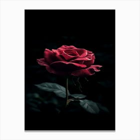 Dark Rose 4 Canvas Print