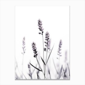 Wild Lavender Canvas Print