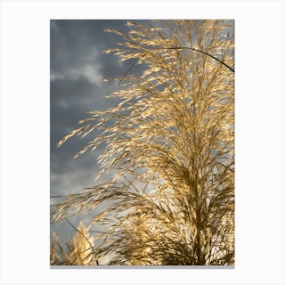 Golden pampas grass and cloudy sky Canvas Print