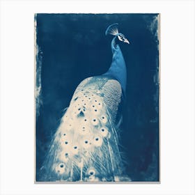 Peacock Cyanotype Inspired Canvas Print