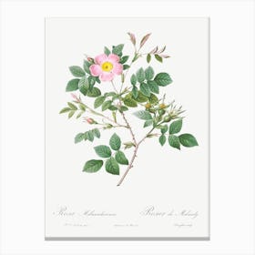 Malmedy Rose, Pierre Joseph Redoute Canvas Print
