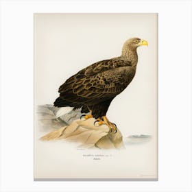 White Tailed Eagle (Haliaeetus Albicilla), The Von Wright Brothers Canvas Print