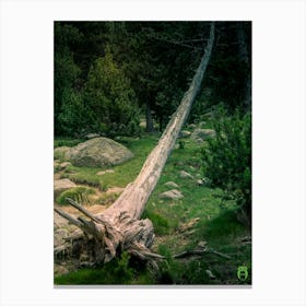 Fallen Tree In The Forest 20180801 30pub Canvas Print